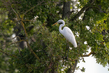 Grande Aigrette