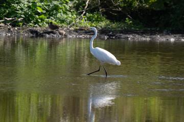 Grande Aigrette