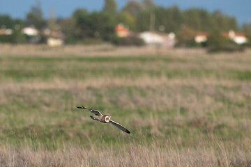 Hibou des marais