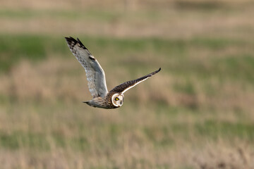 Hibou des marais