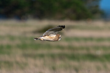 Hibou des marais