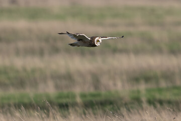 Hibou des marais