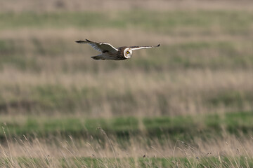 Hibou des marais
