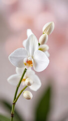 Fototapeta premium Elegant white orchid blossoms with buds, showcasing beauty in a soft pastel background