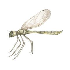 Watercolor illustration of a delicate damselfly insect.