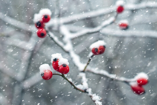 Macro photography of a rosehip branch covered with fresh snow with bright red berries against the background of snowfall and blurred winter branches creating a festive and colorful winter background