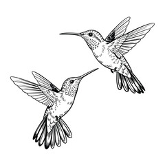 Two hummingbirds in flight hand drawn sketch illustration