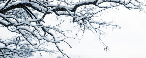 tree branches covered with a layer of fresh snow against a white sky creating a frosty, cold, clean and calm winter background