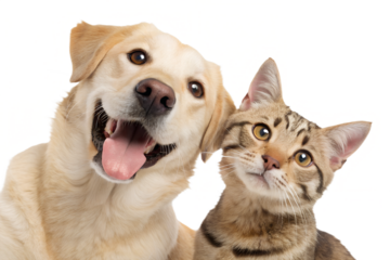 Funny portrait of a cat and a dog with surprised and excited expressions, both looking directly at the camera. The animals sit close together, isolated on a clean white background. The image has brigh