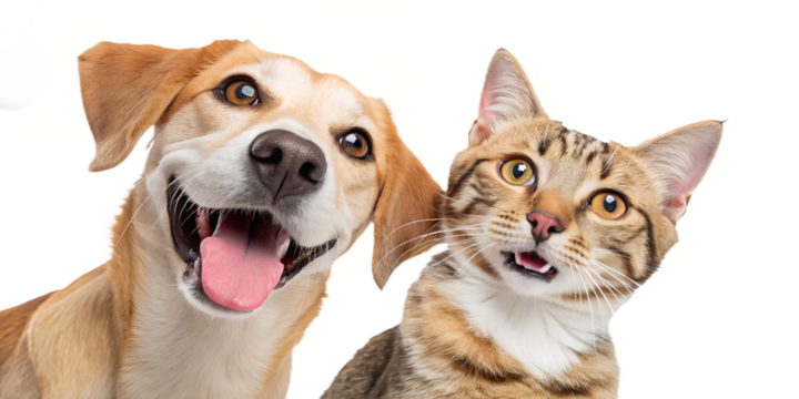Funny portrait of a cat and a dog with surprised and excited expressions, both looking directly at the camera. The animals sit close together, isolated on a clean white background. The image has brigh