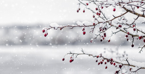 branch with red berries covered with fresh snow against the background of heavy snowfall and a blurred winter reservoir creating a festive, cold and calm winter background