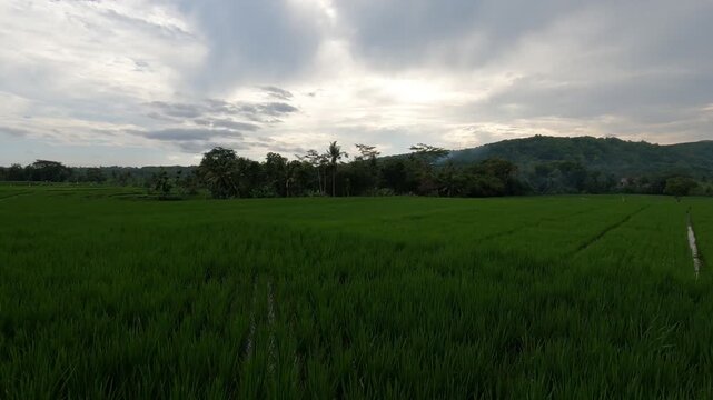 POV Motorcycling Riding Between Wide Rice Fields - Java, Indonesia, South East Asia - November 16th 2025 - wide green rice filed on afternoon, shot with action cam