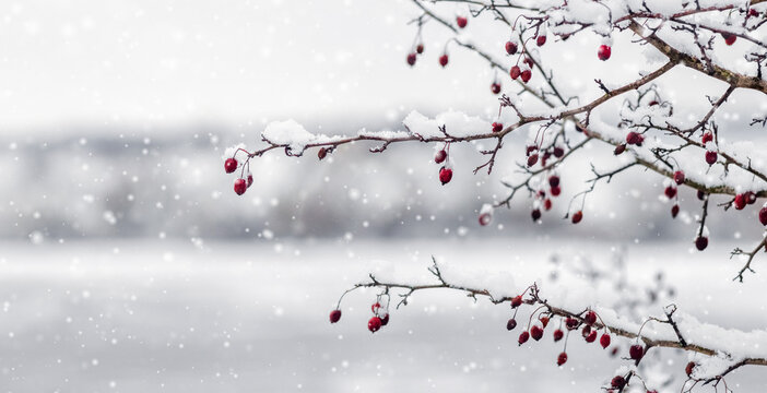 branch with red berries covered with fresh snow against the background of heavy snowfall and a blurred winter reservoir creating a festive, cold and calm winter background - Powered by Adobe