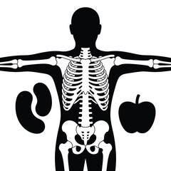 Human anatomy skeleton with kidney and apple icons for health