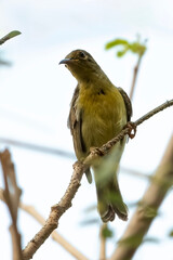 a olive backed sunbird is on a tree branch