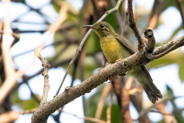 a olive backed sunbird is on a tree branch