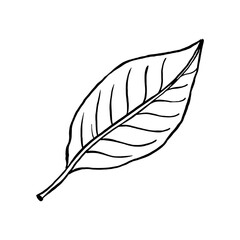 A faint outline of a leaf against a stark black background image