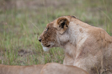 lion in the grass