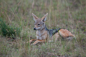 Fototapeta premium jackal in the national park Masai Mara