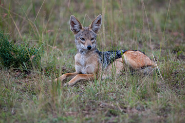 jackal in the national park Masai Mara