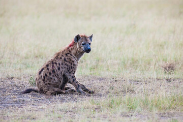 Hyena on the ground