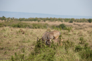 Elenantelope antelope in the savannah © Herbert