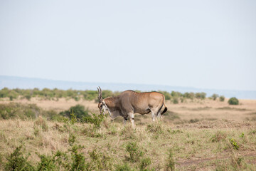 Elenantelope antelope in the savannah