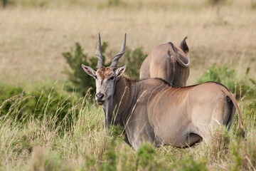 Elenantelope antelope in the savannah