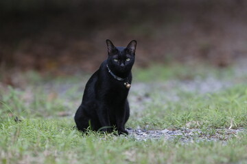A black cat is seen at a garden in Nakhon Sawan province, north of Bangkok.