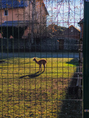 Fototapeta premium Young alpaca standing backlit in a grassy enclosure at blatna castle, czechia. Observing through a fence