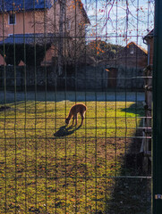Fototapeta premium Young alpaca standing, grazing grass in a sunlit enclosure at blatna castle, czechia, viewed through a wire fence