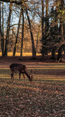 Fallow deer stag with antlers eating fallen leaves and grass on a sunny day in the park grounds of blatna, czechia
