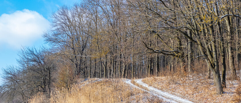 Extremely beautiful forest landscape in winter with thin trees and a small amount of snow on a dirt road leading to a grove against a bright blue sky with white clouds