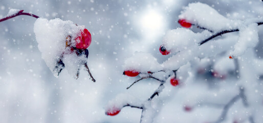Snow-covered rosehip branches with bright red berries against winter landscape with heavy snowfall emphasizing contrast between rich color of fruits and white snow