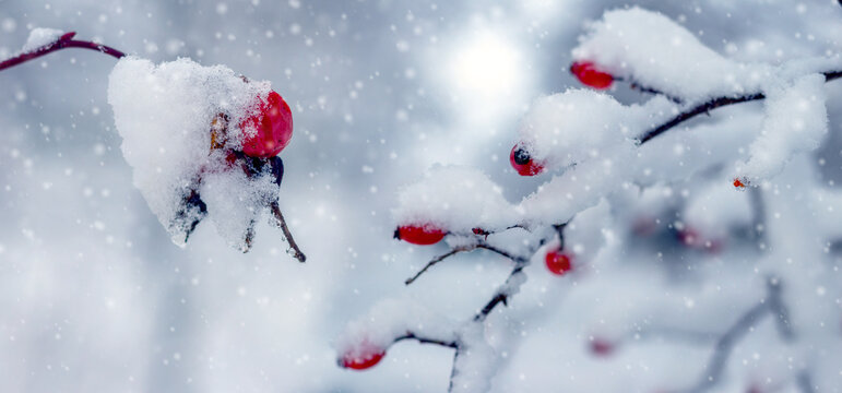 Snow-covered rosehip branches with bright red berries against winter landscape with heavy snowfall emphasizing contrast between rich color of fruits and white snow