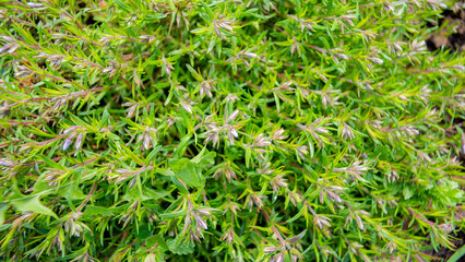 Unblown flowers and green foliage in a garden.