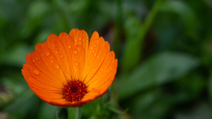 Orange marigold flower on a blurred green background.