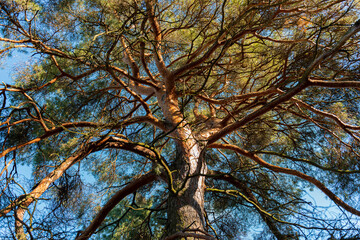 Branches and trunk of an old pine tree.