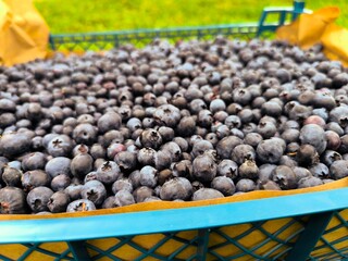 Freshly picked blueberries in a plastic box