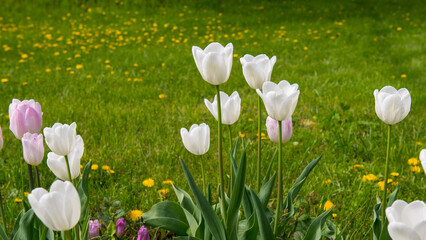 White tulips in a flowerbed in a spring garden.