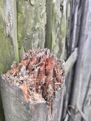 Weathered wooden fence post standing in green grass