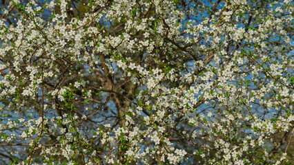 Plum tree branches covered with blossoms on a sunny day.