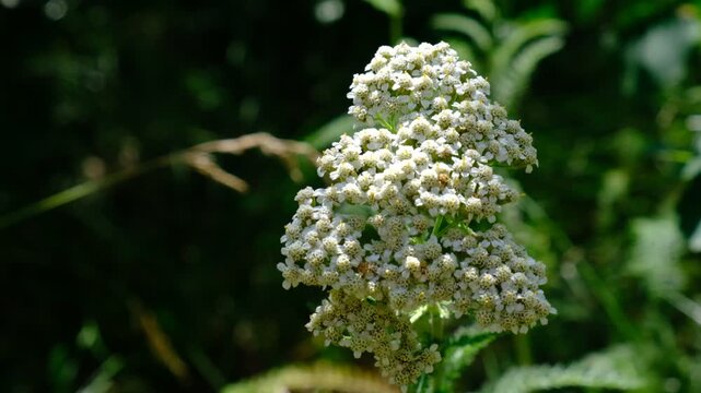 Achillea millefolium common yarrow flowers. The use of yarrow in combination with other herbs is an effective and common way to treat a wide range of diseases. Folk recipes, official pharmacology.