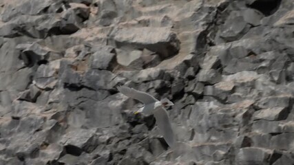 Seabird colony clinging to sea cliffs, with birds nesting on narrow ledges while others wheel across a clear sky beside rock faces shaped by erosion along a rugged coast - Powered by Adobe