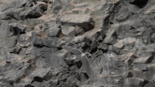 Seabird colony clinging to sea cliffs, with birds nesting on narrow ledges while others wheel across a clear sky beside rock faces shaped by erosion along a rugged coast