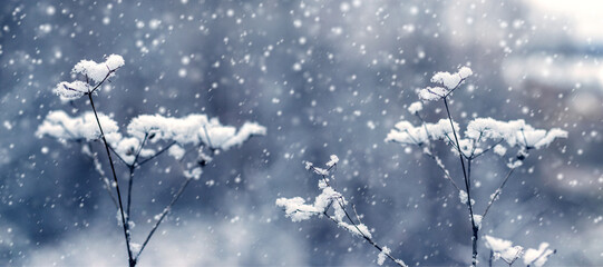 Close-up dry plant stems covered fluffy hoarfrost snow heavy snowfall gloomy winter forest