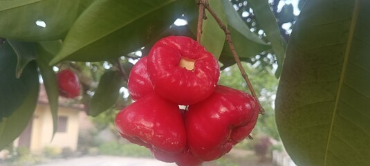 Vibrant Bunch of Fresh Rose Apples Hanging from a Tree Branch in Natural Daylight, Beautiful and...