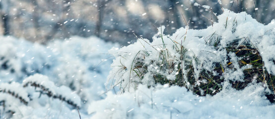 clump of grass covered with a cap of fluffy fresh snow against the background of heavy snowfall creating a frosty, cold, clean and calm winter background