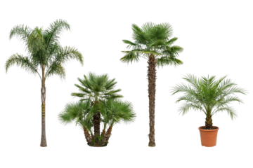 Palm Tree Silhouette on Transparent Background Isolated