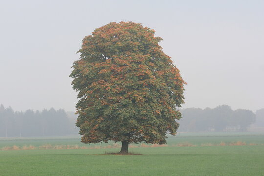 Baum im Nebel